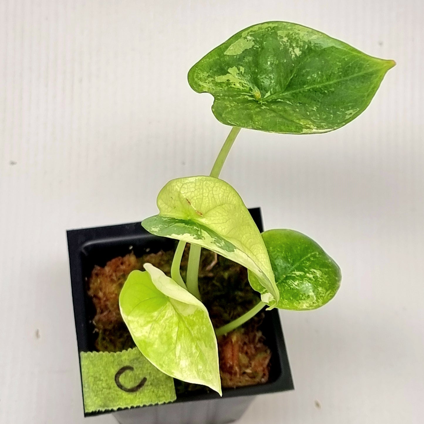 Alocasia Silver Dragon Albo Variegated