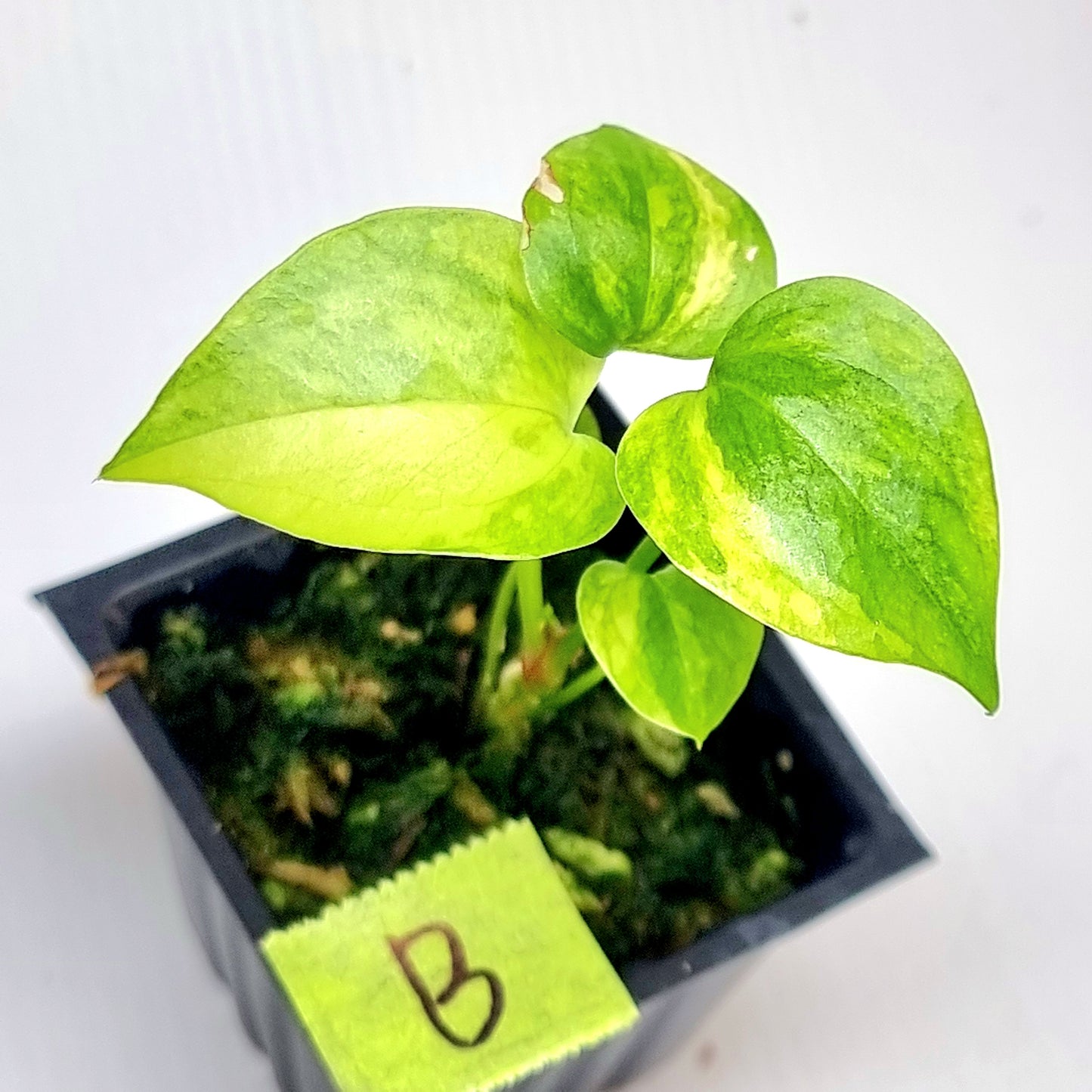 Anthurium Foliage Variegated