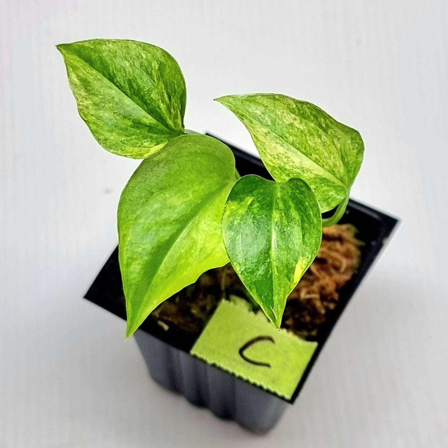 Anthurium Foliage Variegated