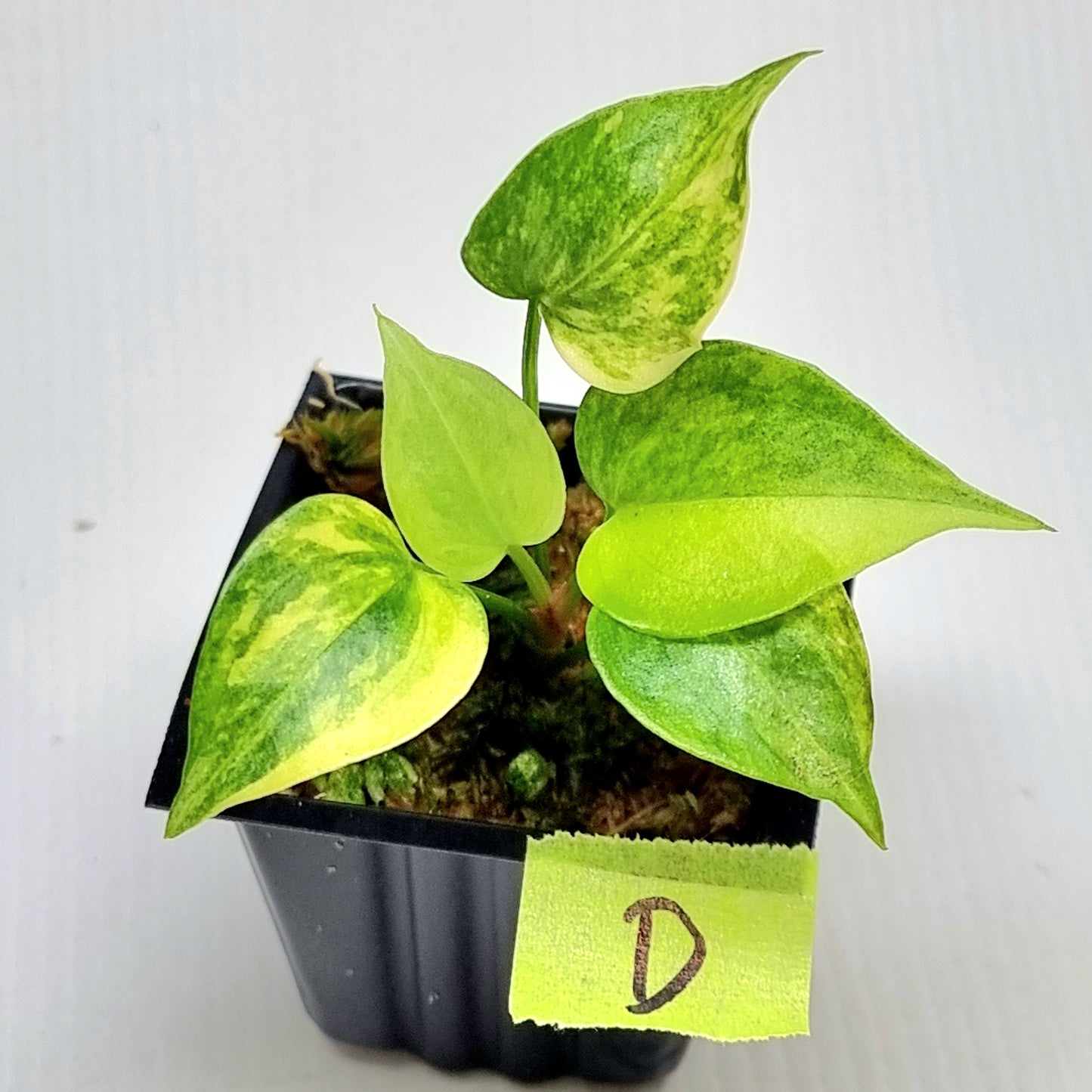 Anthurium Foliage Variegated