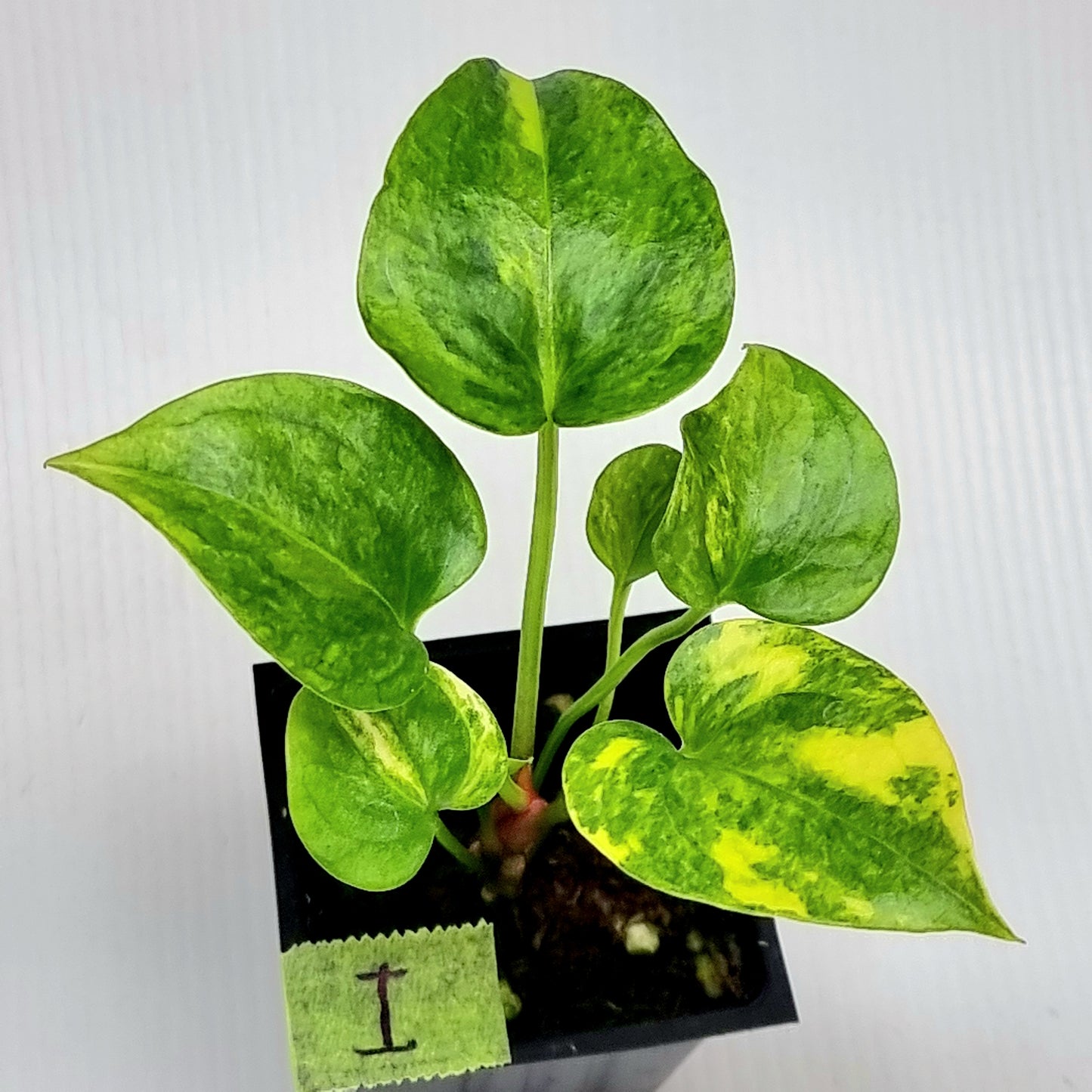Anthurium Foliage Variegated