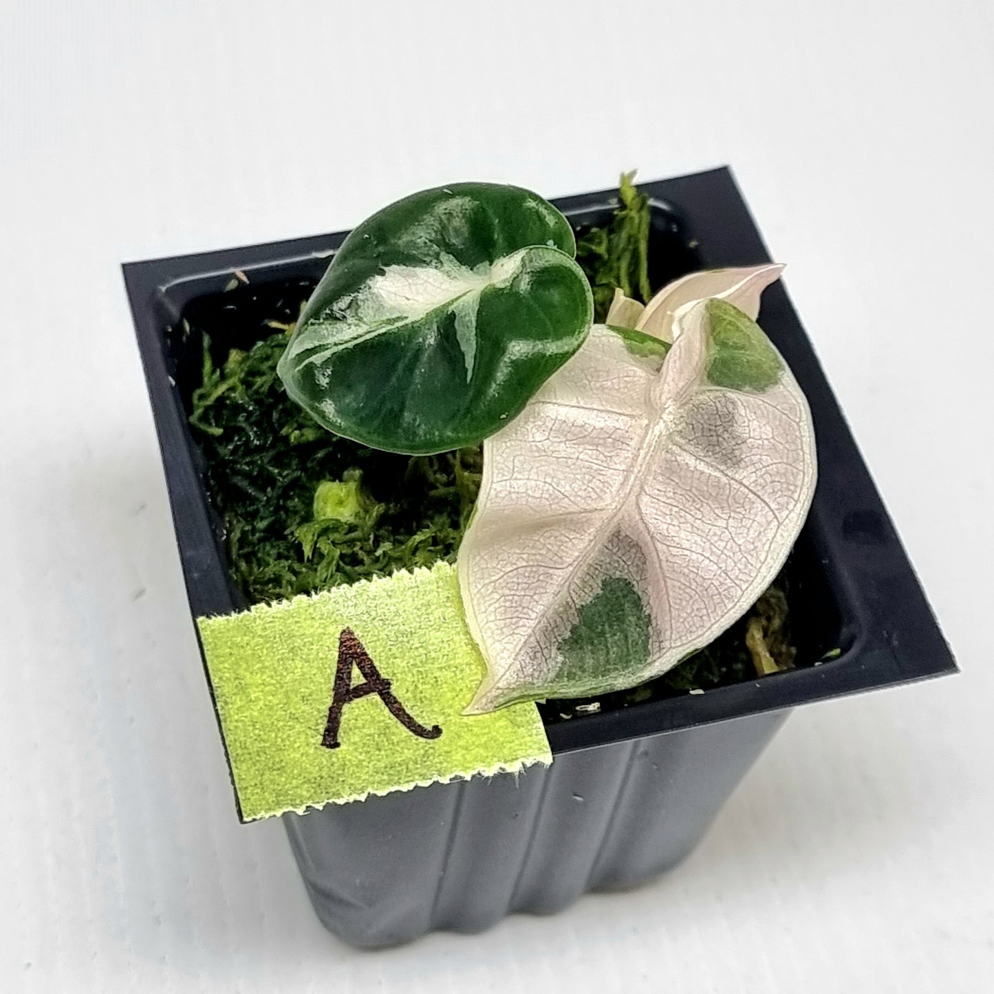 Alocasia Heart Balloon Pink Variegated
