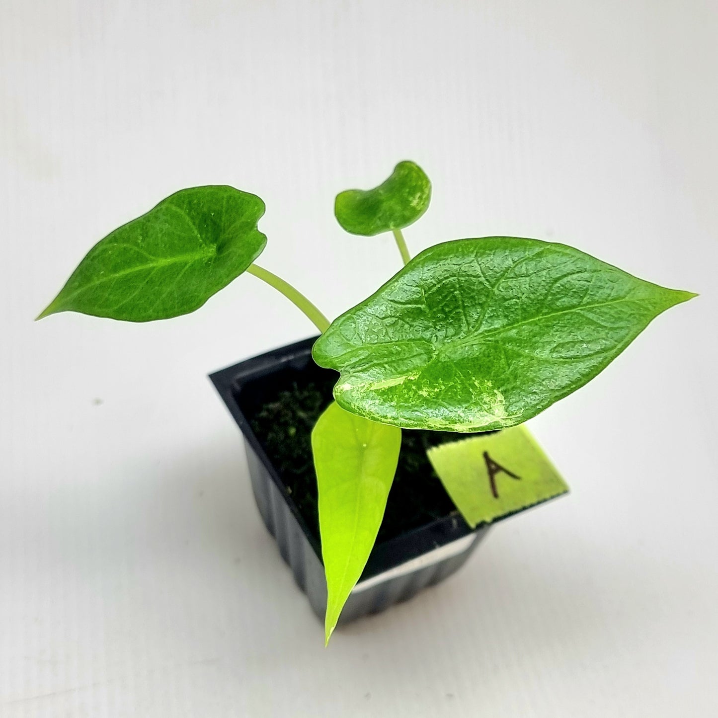 Alocasia scalprum Albo Variegated