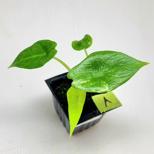 Alocasia scalprum Albo Variegated