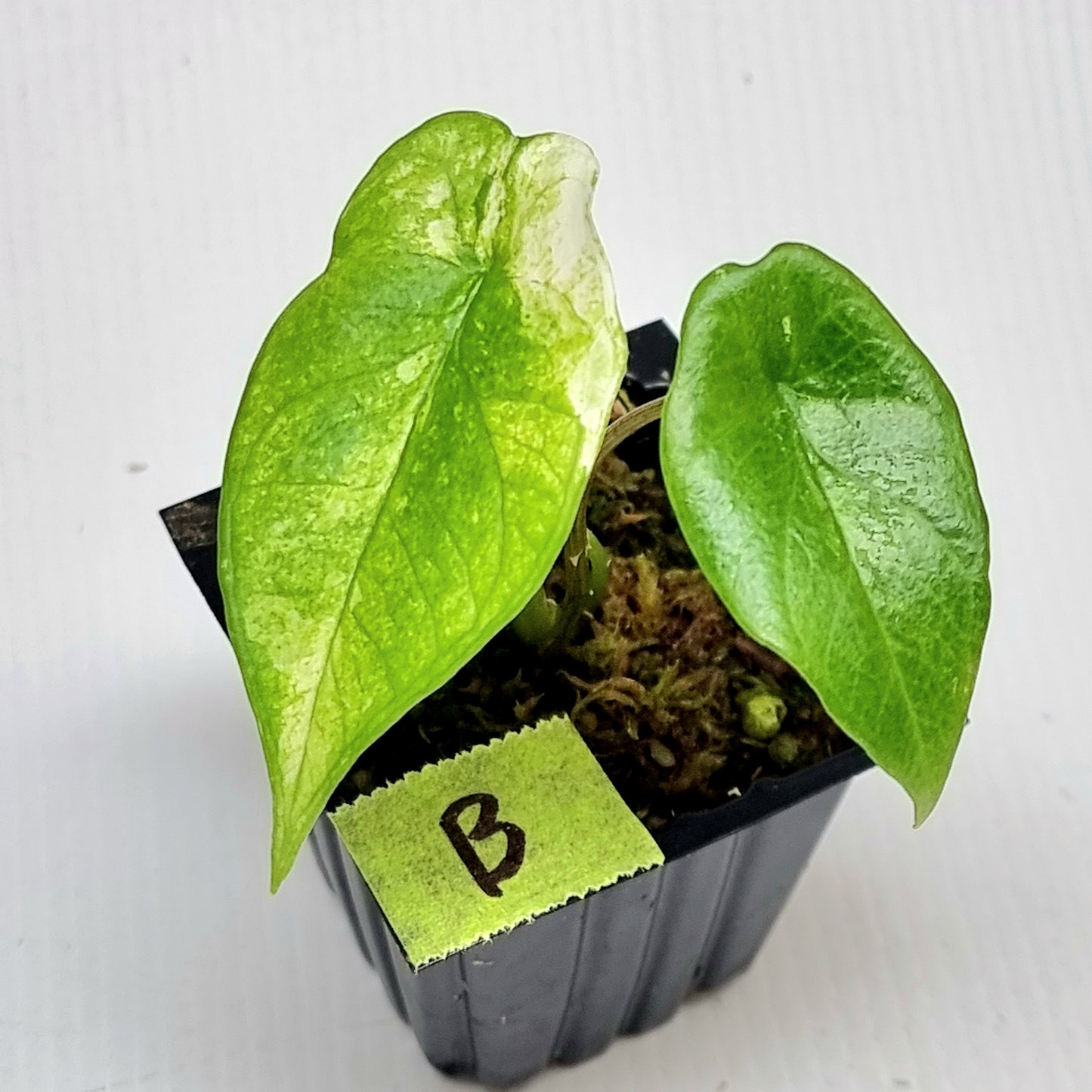 Alocasia scalprum Albo Variegated