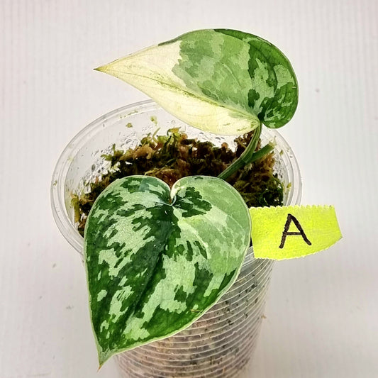 Variegated Scindapsus pictus Albo AKA Scindapsus Mayari