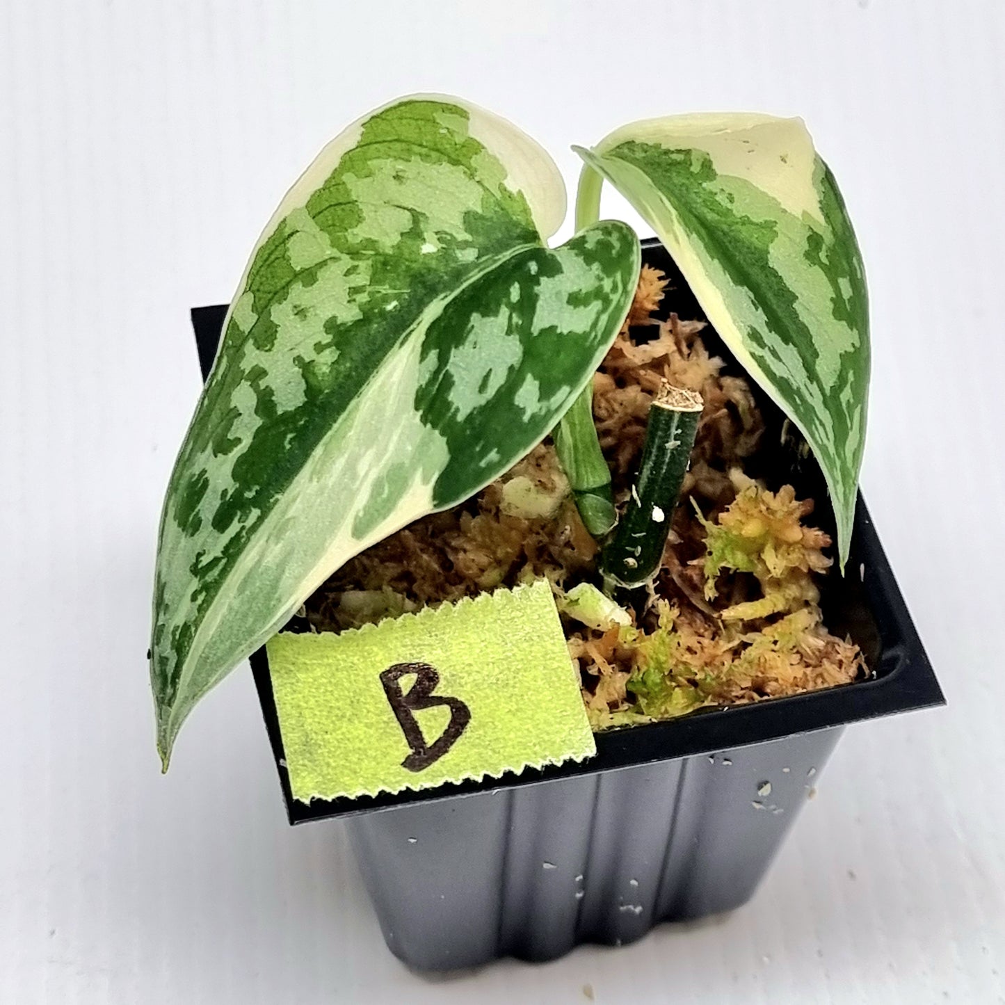 Variegated Scindapsus pictus Albo AKA Scindapsus Mayari