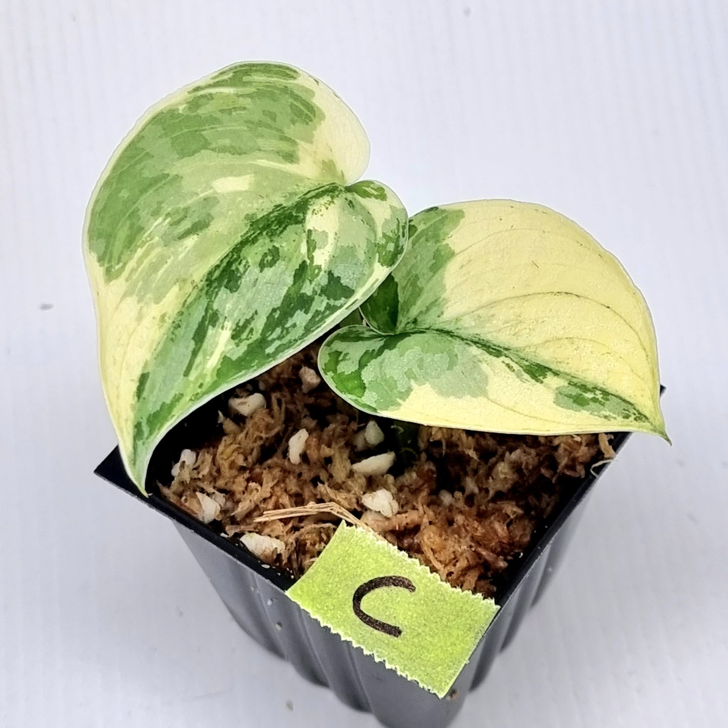 Variegated Scindapsus pictus Albo AKA Scindapsus Mayari