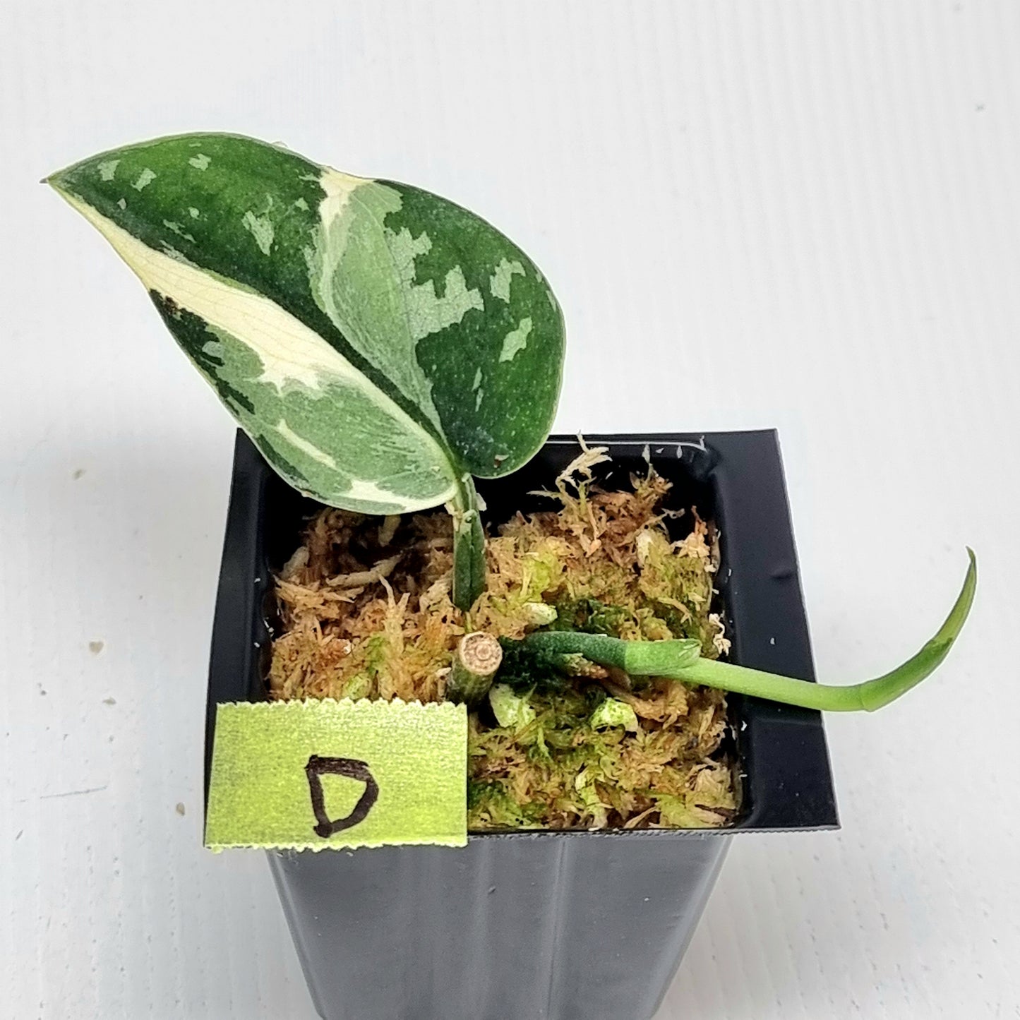 Variegated Scindapsus pictus Albo AKA Scindapsus Mayari