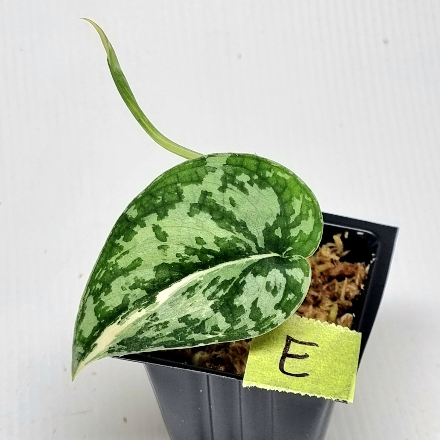 Variegated Scindapsus pictus Albo AKA Scindapsus Mayari