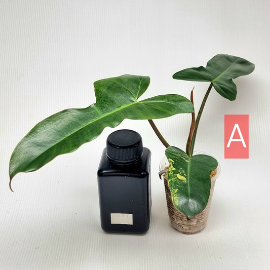 Philodendron Brown Beauty (FB x Black billie)