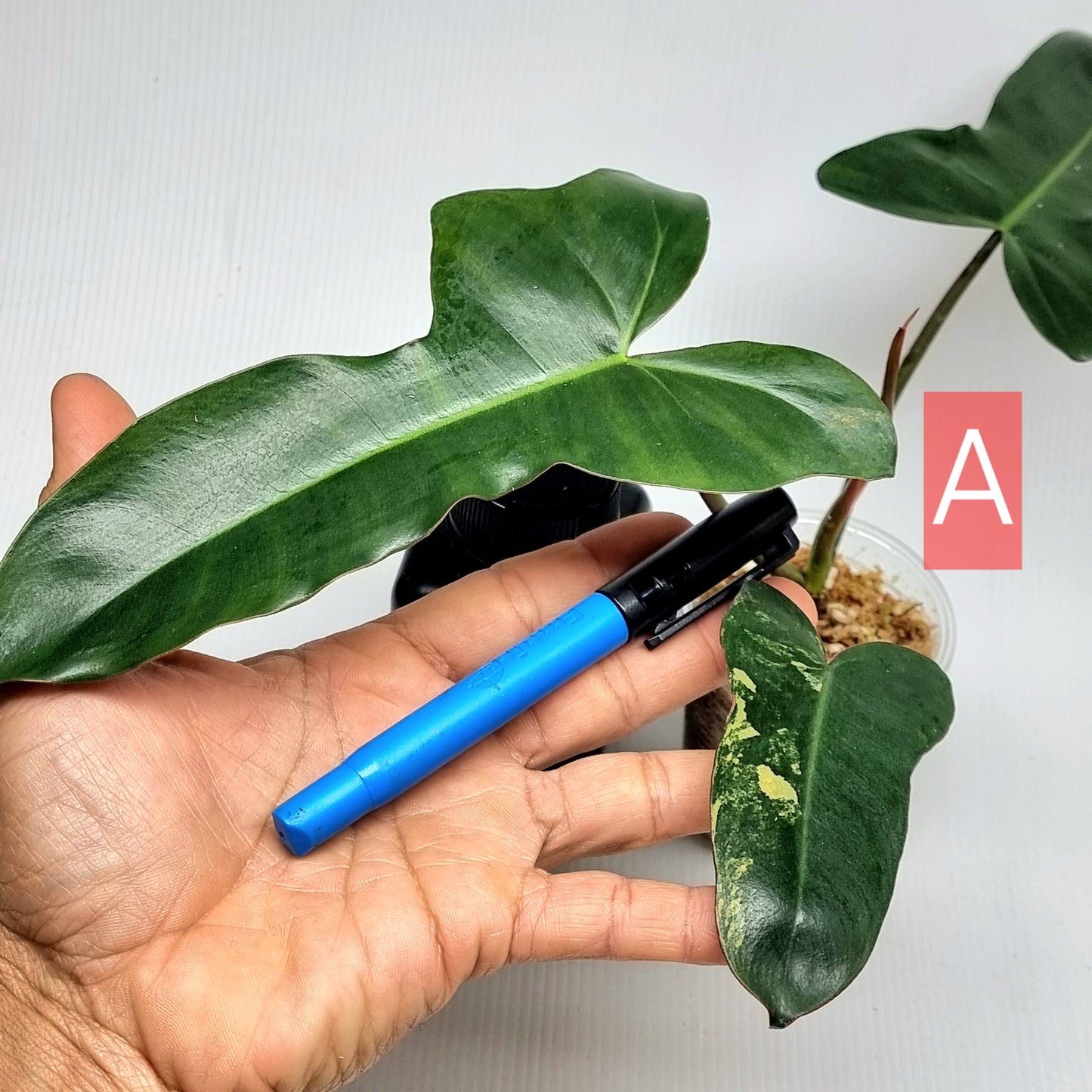 Philodendron Brown Beauty (FB x Black billie)