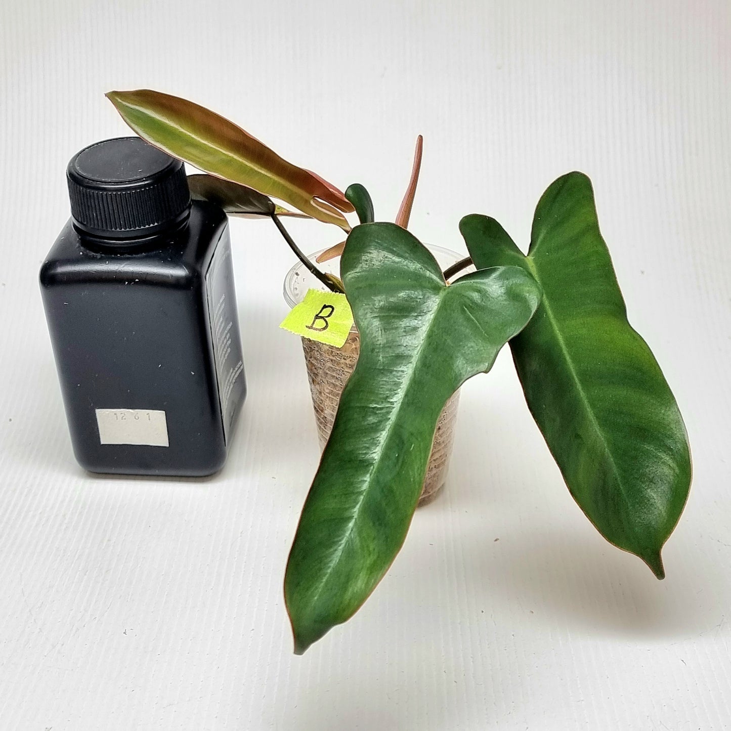 Philodendron Brown Beauty (FB x Black billie)