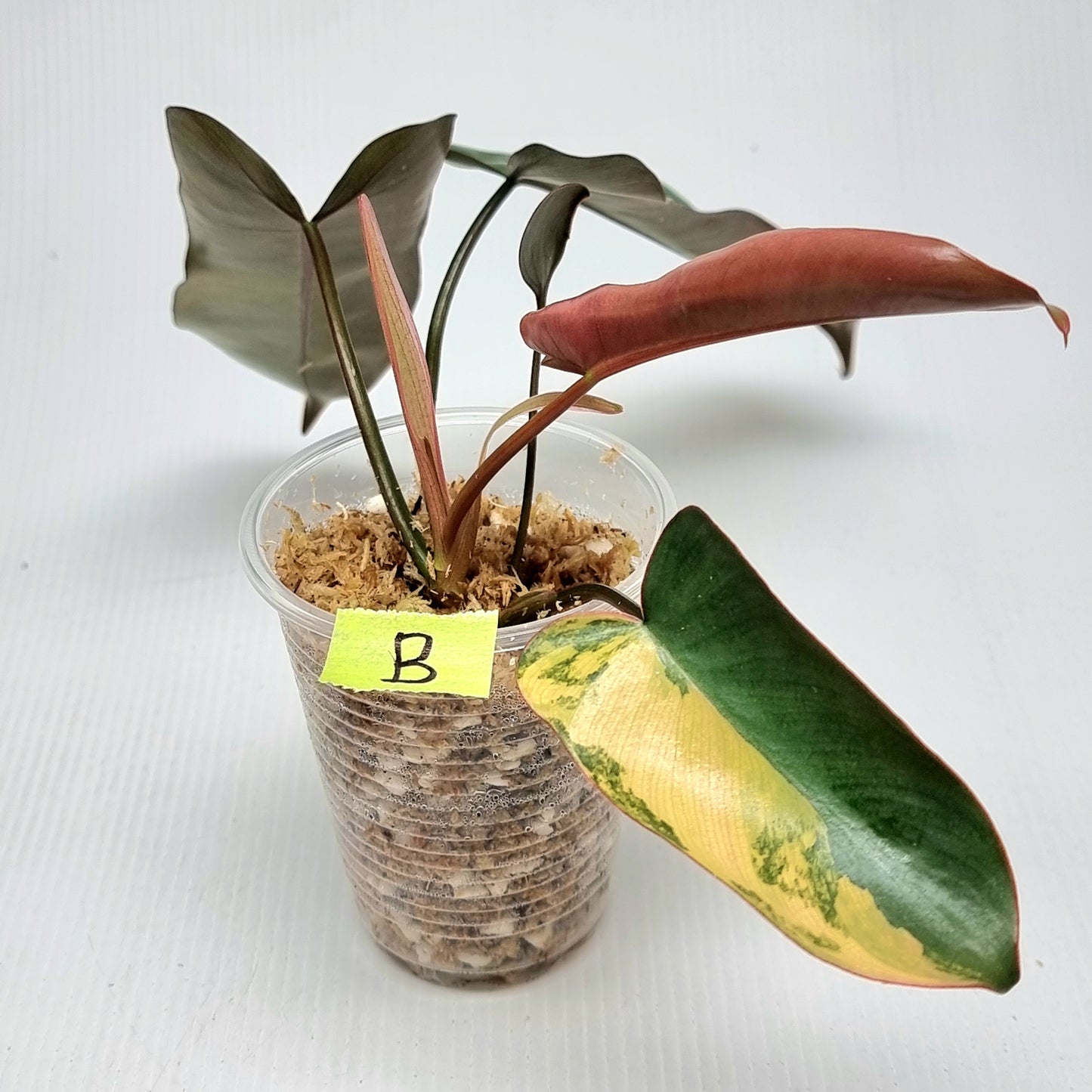 Philodendron Brown Beauty (FB x Black billie)