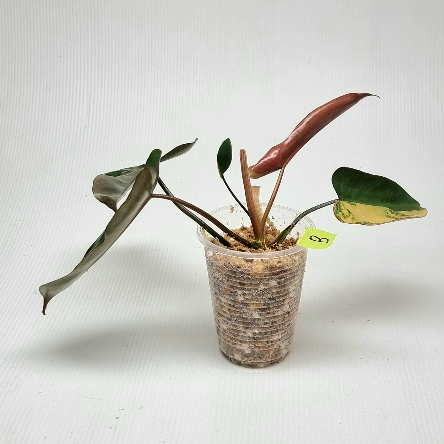 Philodendron Brown Beauty (FB x Black billie)