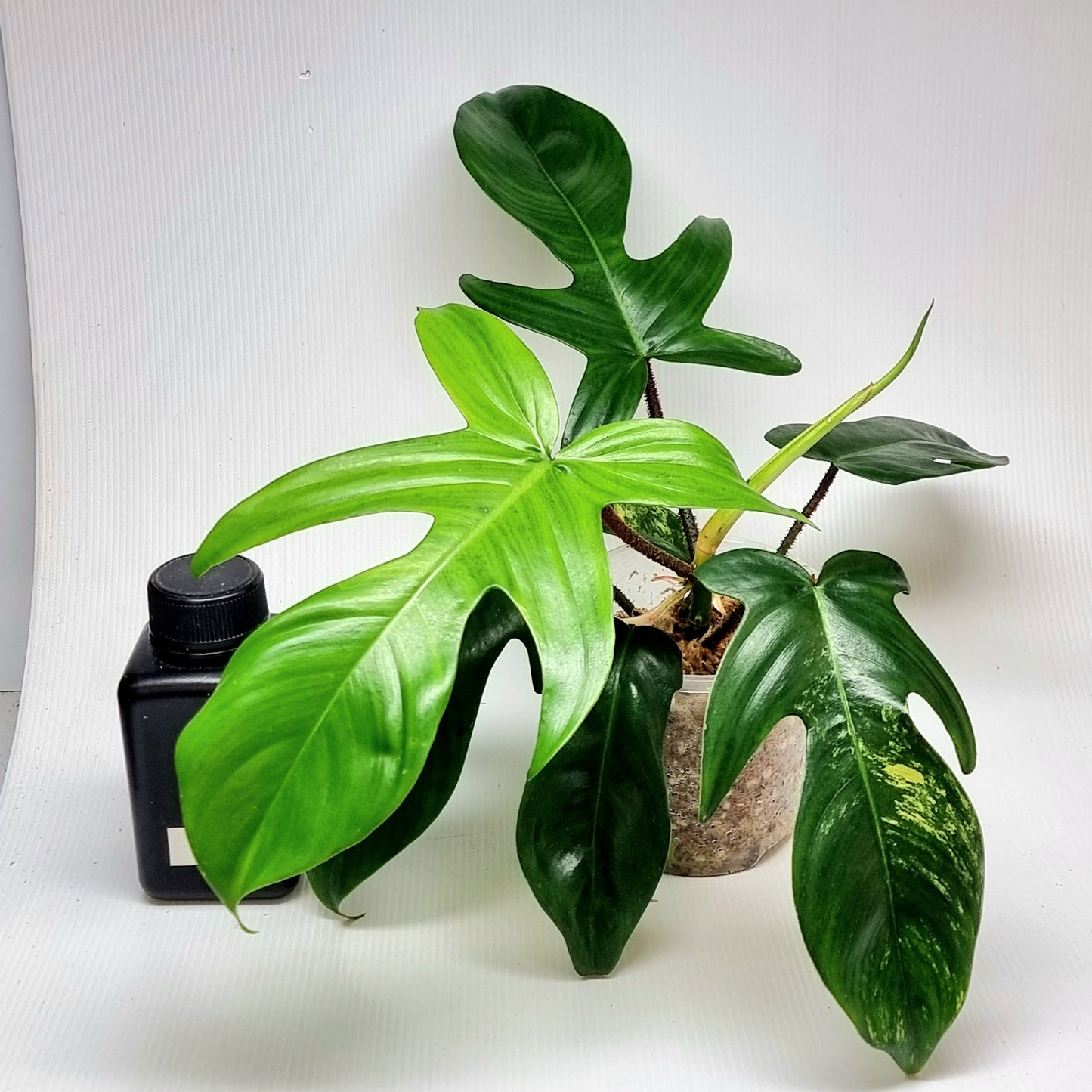 Philodendron squamiferum X P. Florida Beauty LOW Variegated