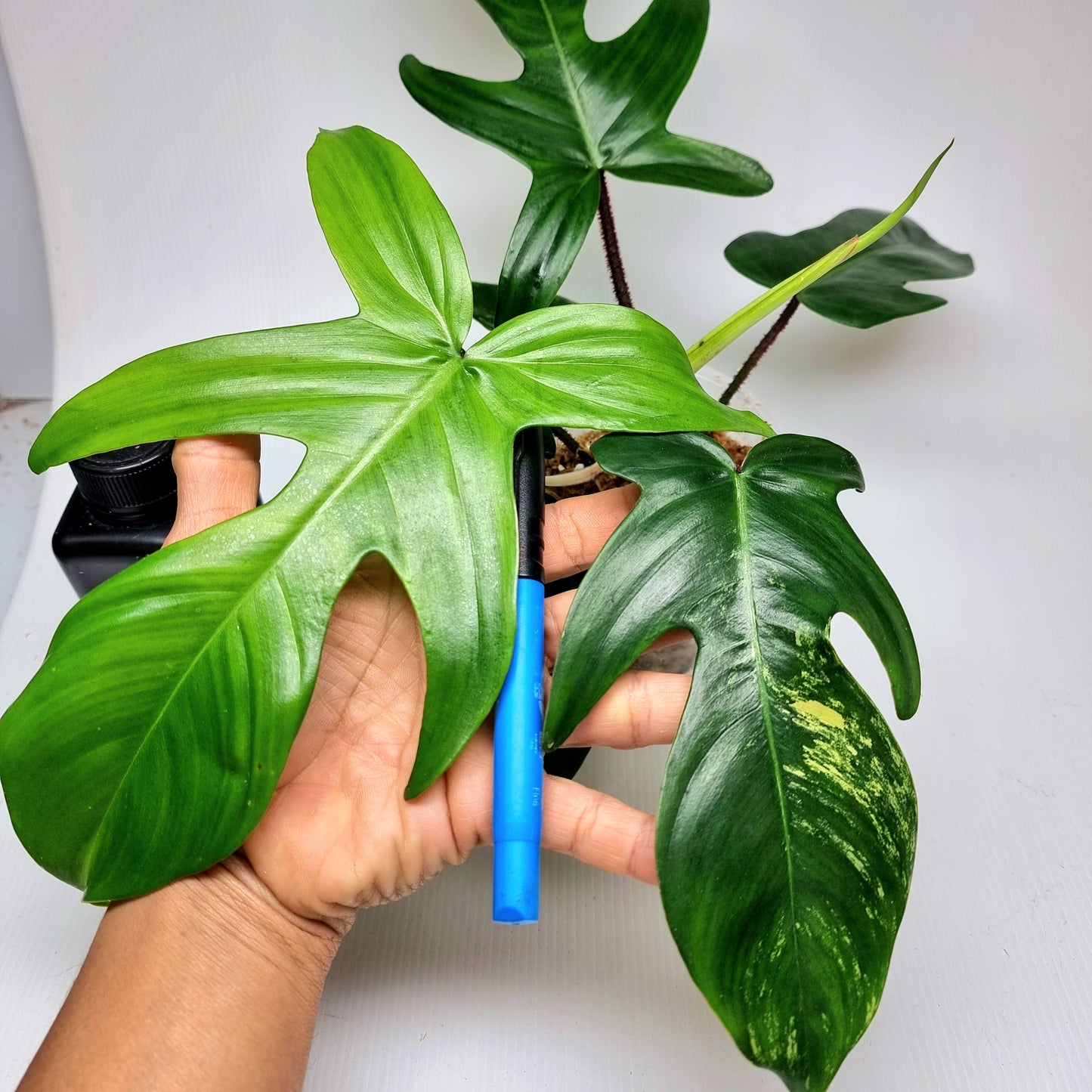 Philodendron squamiferum X P. Florida Beauty LOW Variegated