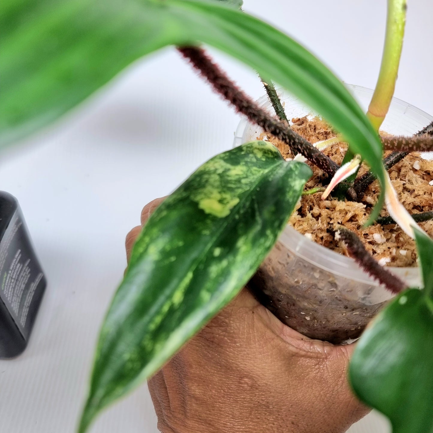 Philodendron squamiferum X P. Florida Beauty LOW Variegated