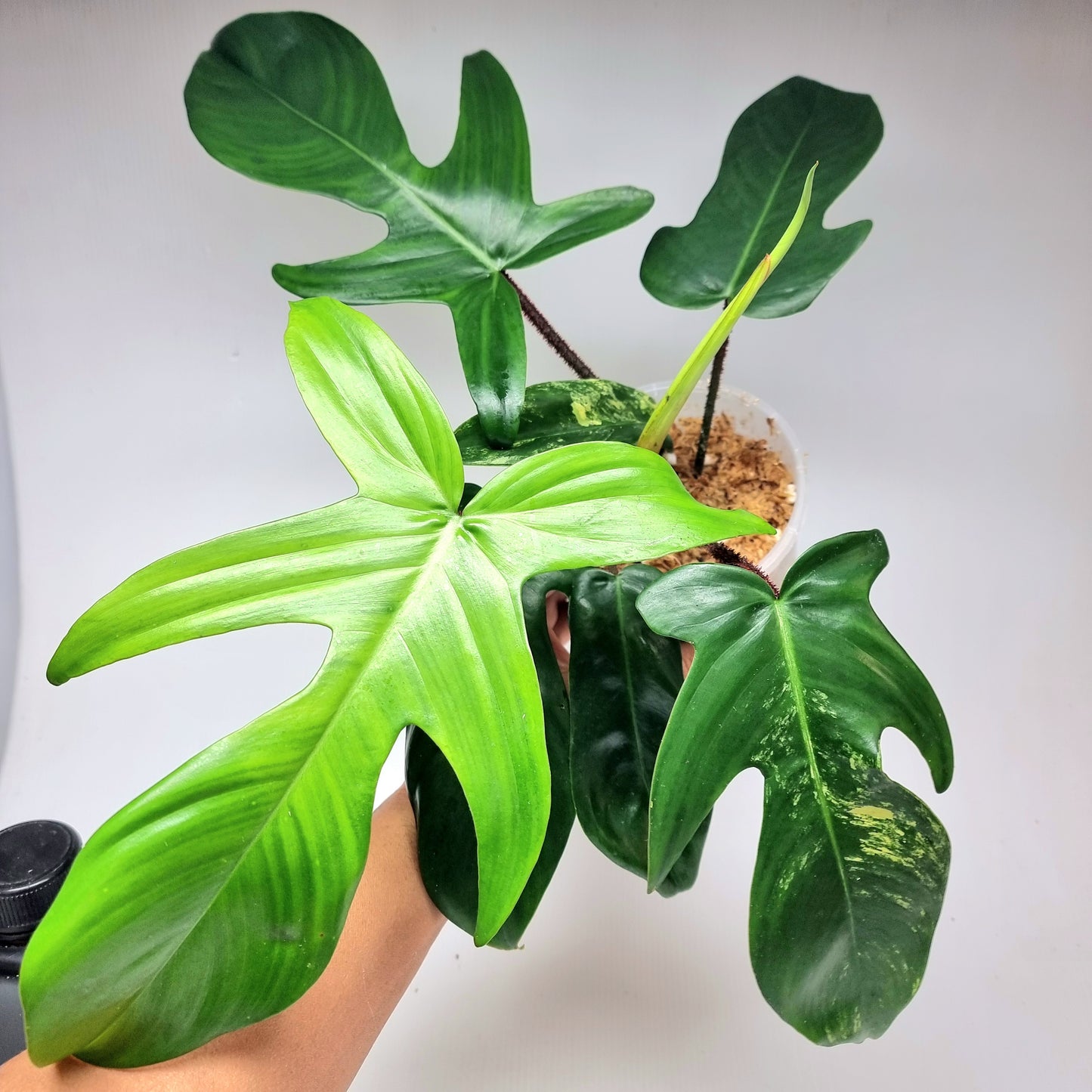 Philodendron squamiferum X P. Florida Beauty LOW Variegated