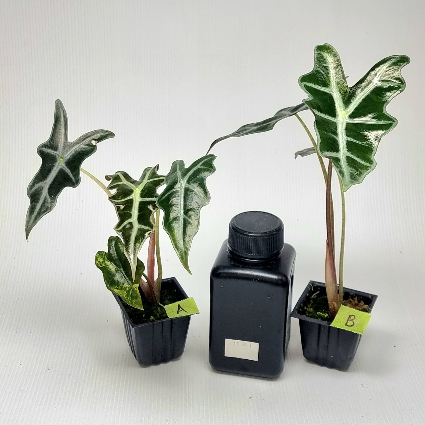 Alocasia sanderiana "Nobilis" Aurea LOW Variegated