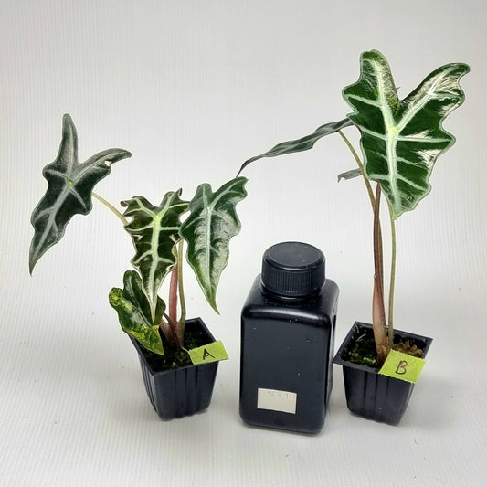 Alocasia sanderiana "Nobilis" Aurea LOW Variegated
