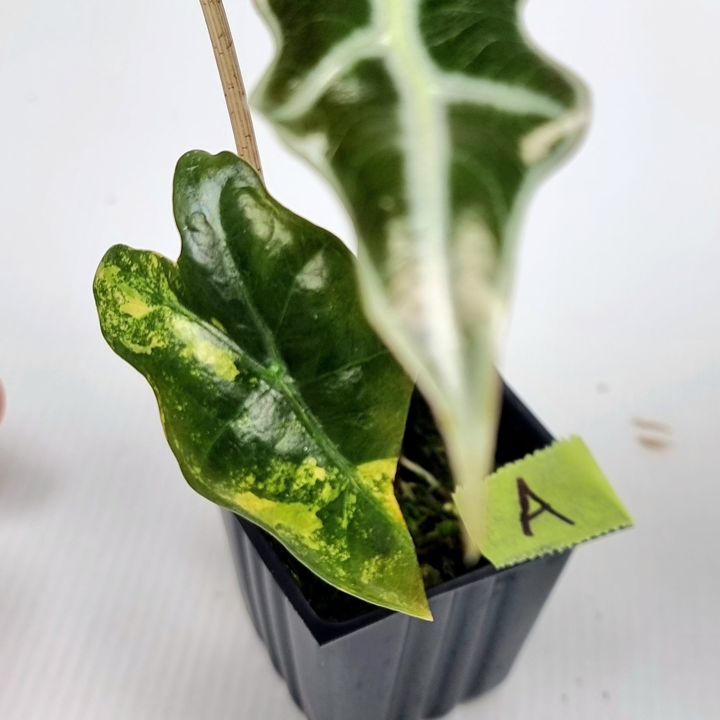 Alocasia sanderiana "Nobilis" Aurea LOW Variegated