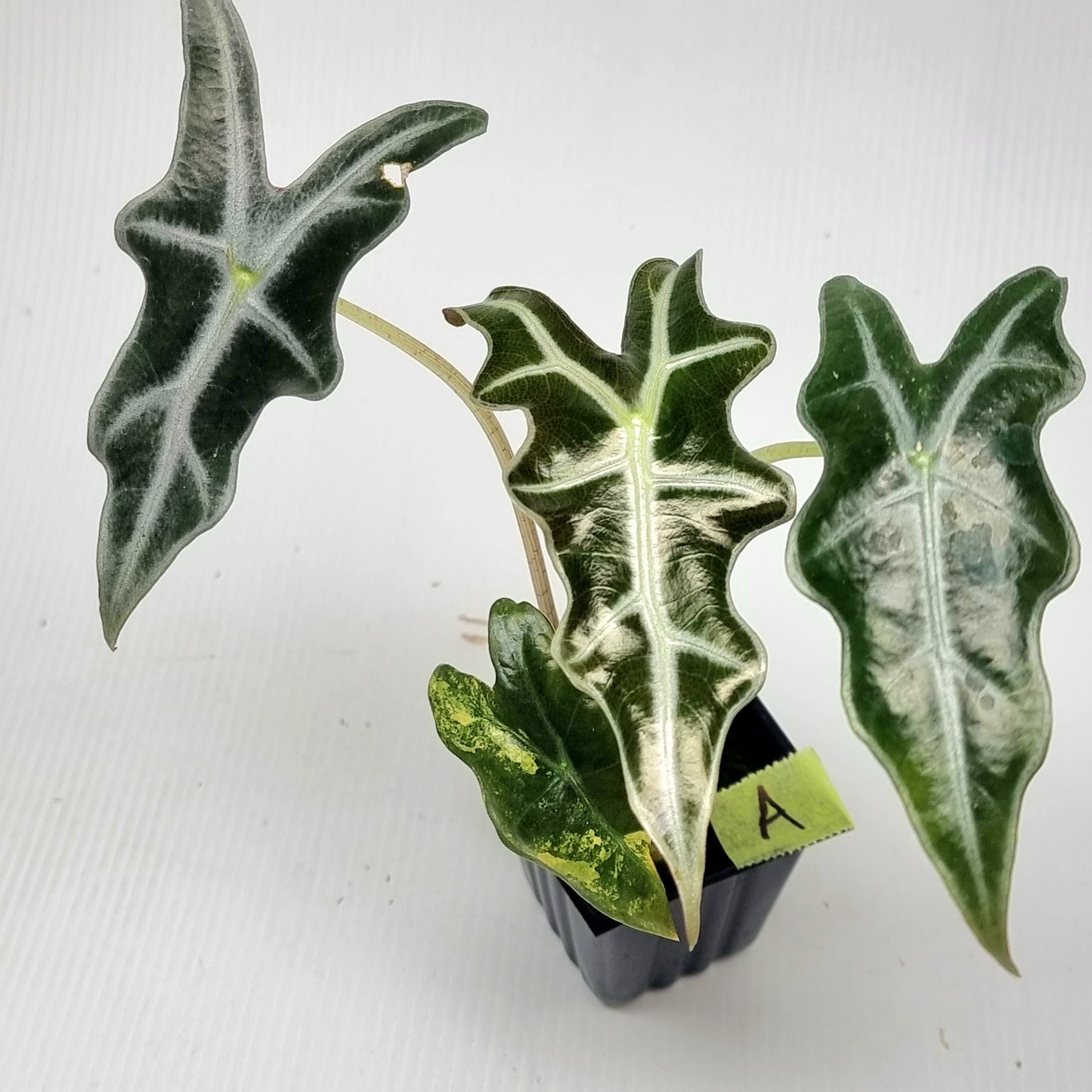 Alocasia sanderiana "Nobilis" Aurea LOW Variegated