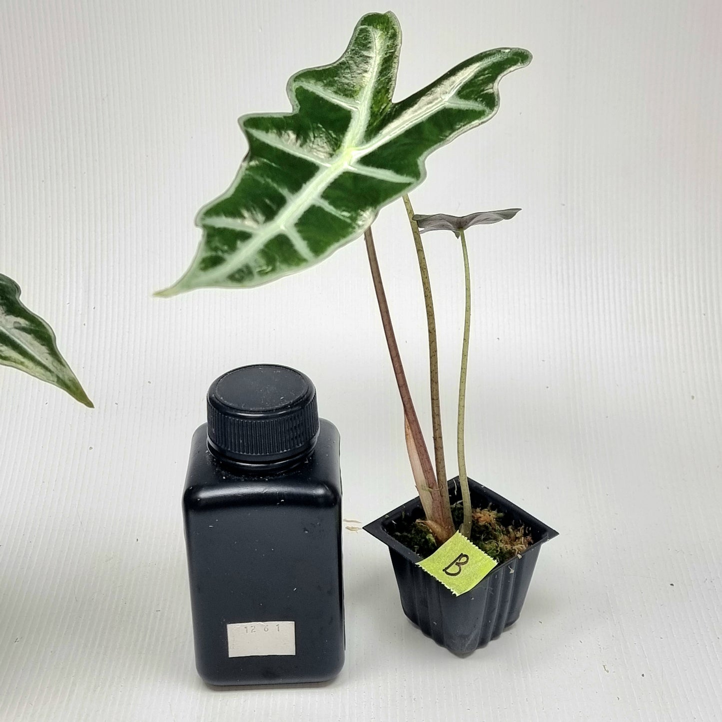 Alocasia sanderiana "Nobilis" Aurea LOW Variegated