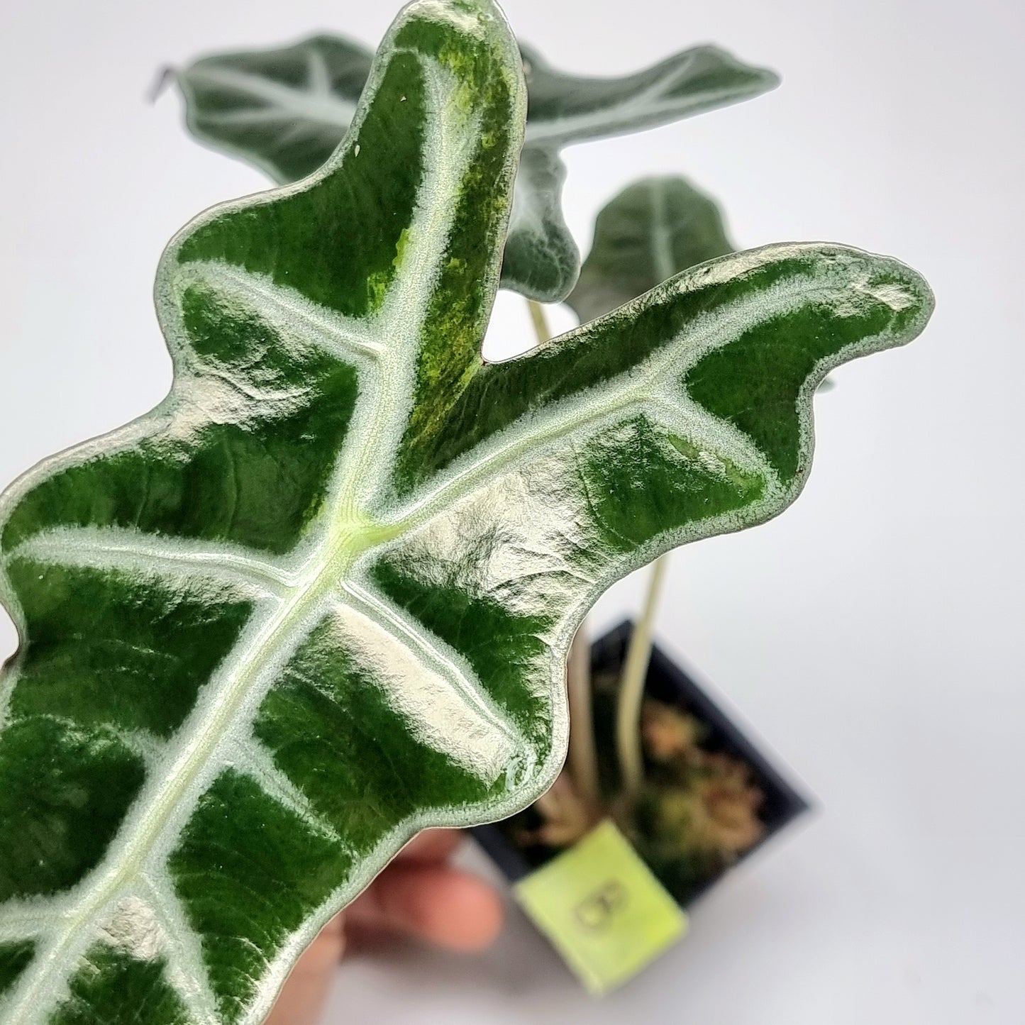 Alocasia sanderiana "Nobilis" Aurea LOW Variegated