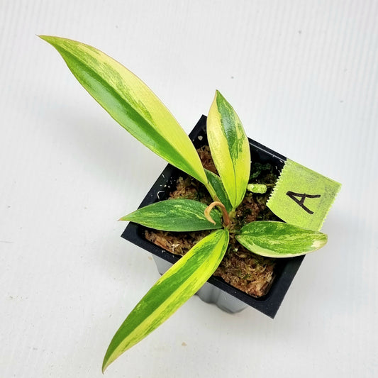 Philodendron Caramel Marble