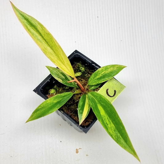 Philodendron Caramel Marble
