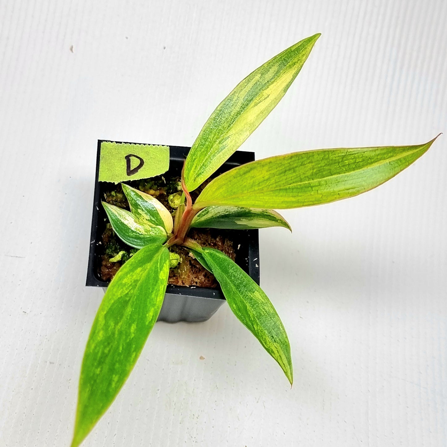 Philodendron Caramel Marble