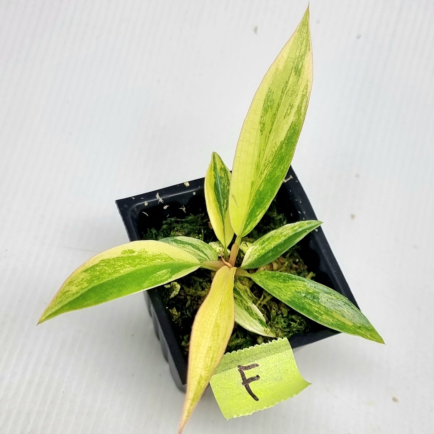 Philodendron Caramel Marble