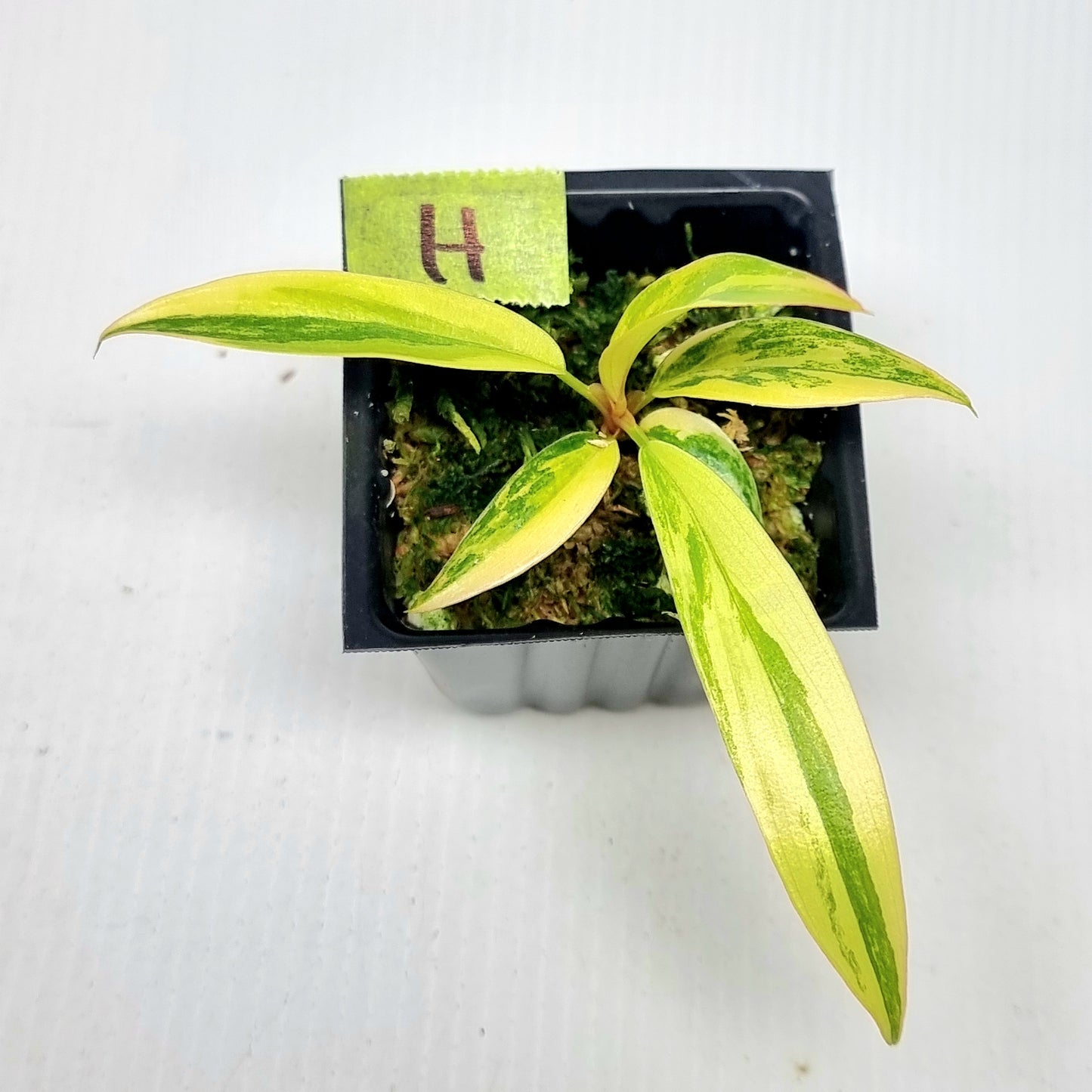 Philodendron Caramel Marble