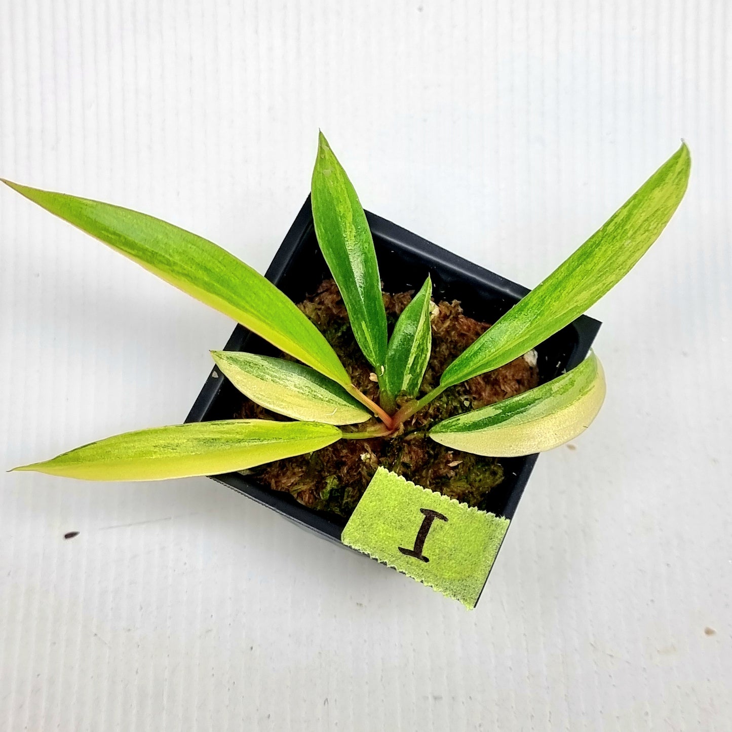 Philodendron Caramel Marble