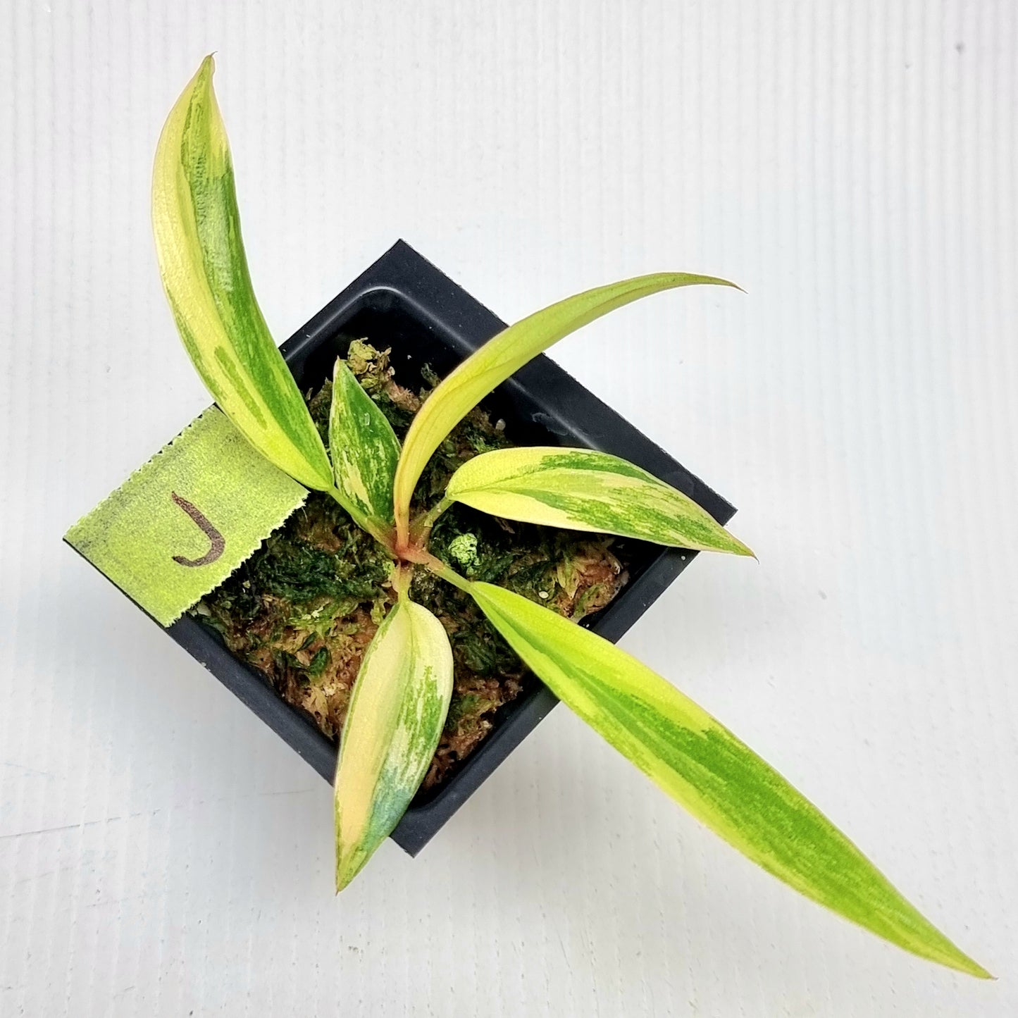 Philodendron Caramel Marble