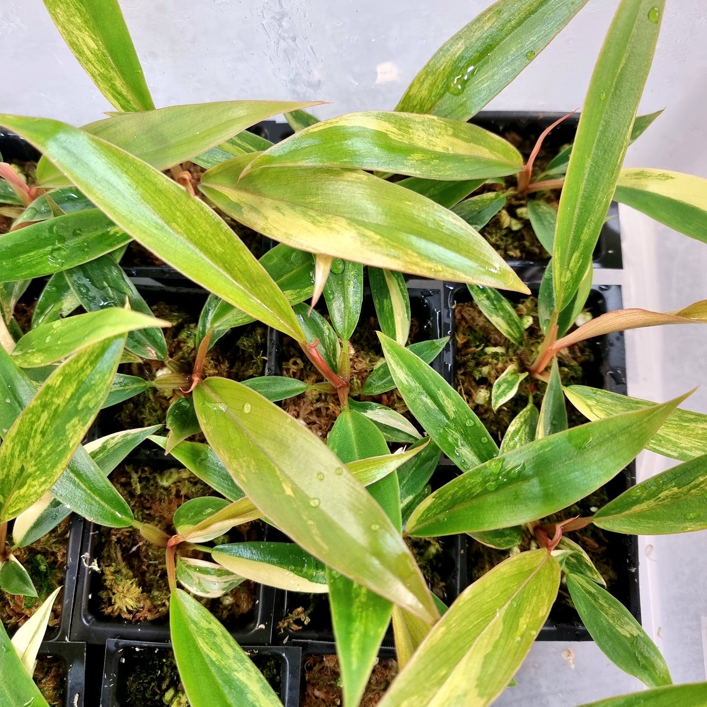 Philodendron Caramel Marble LOW Variegated