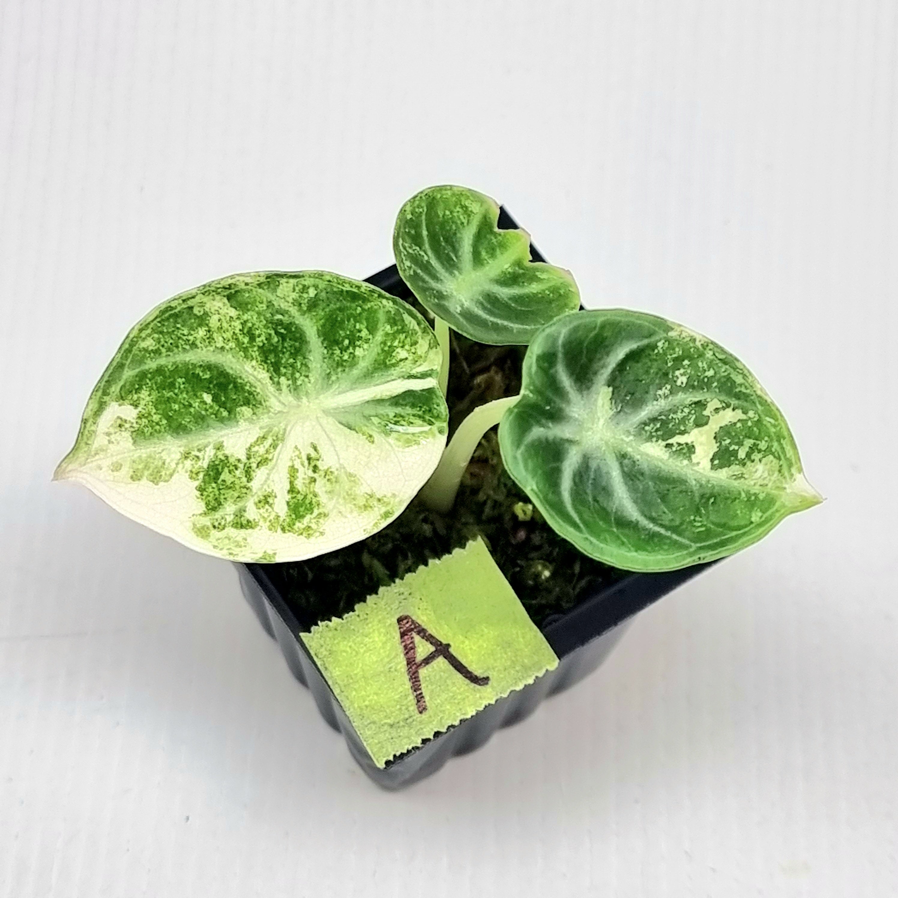 Alocasia Ninja Albo Variegated – Flora Magnifica Australia