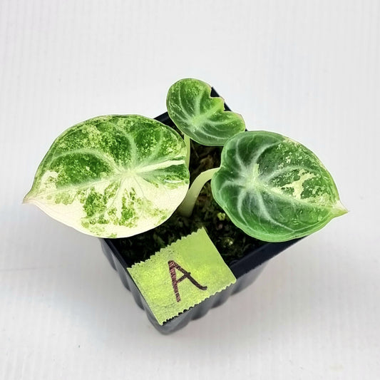 Alocasia Ninja Albo Variegated