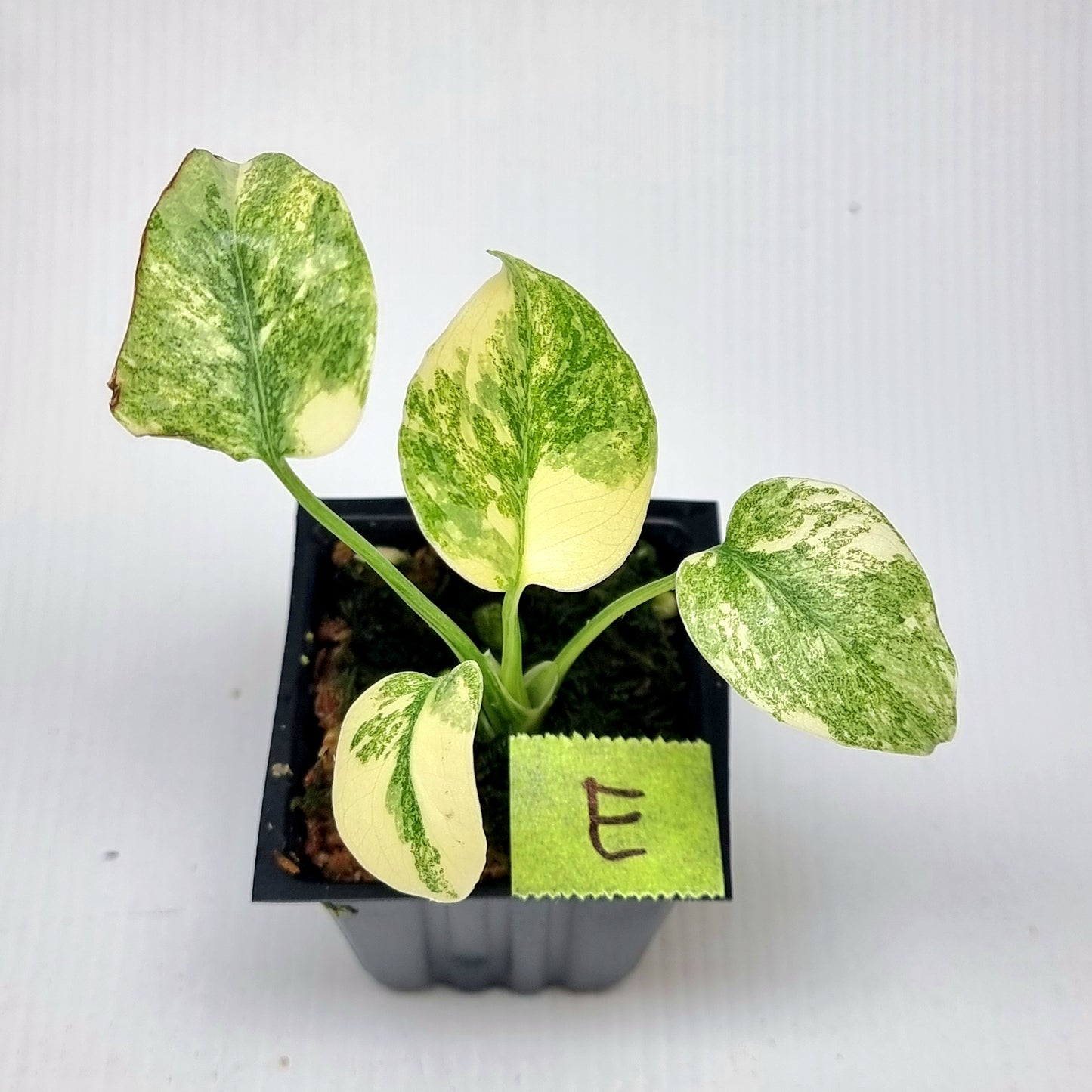 Monstera Legacy