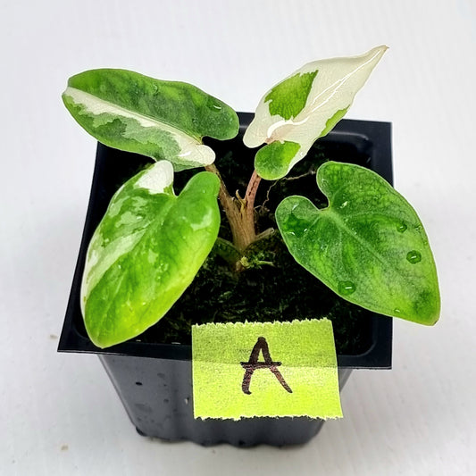 Alocasia Lauterbachiana Albo Variegated