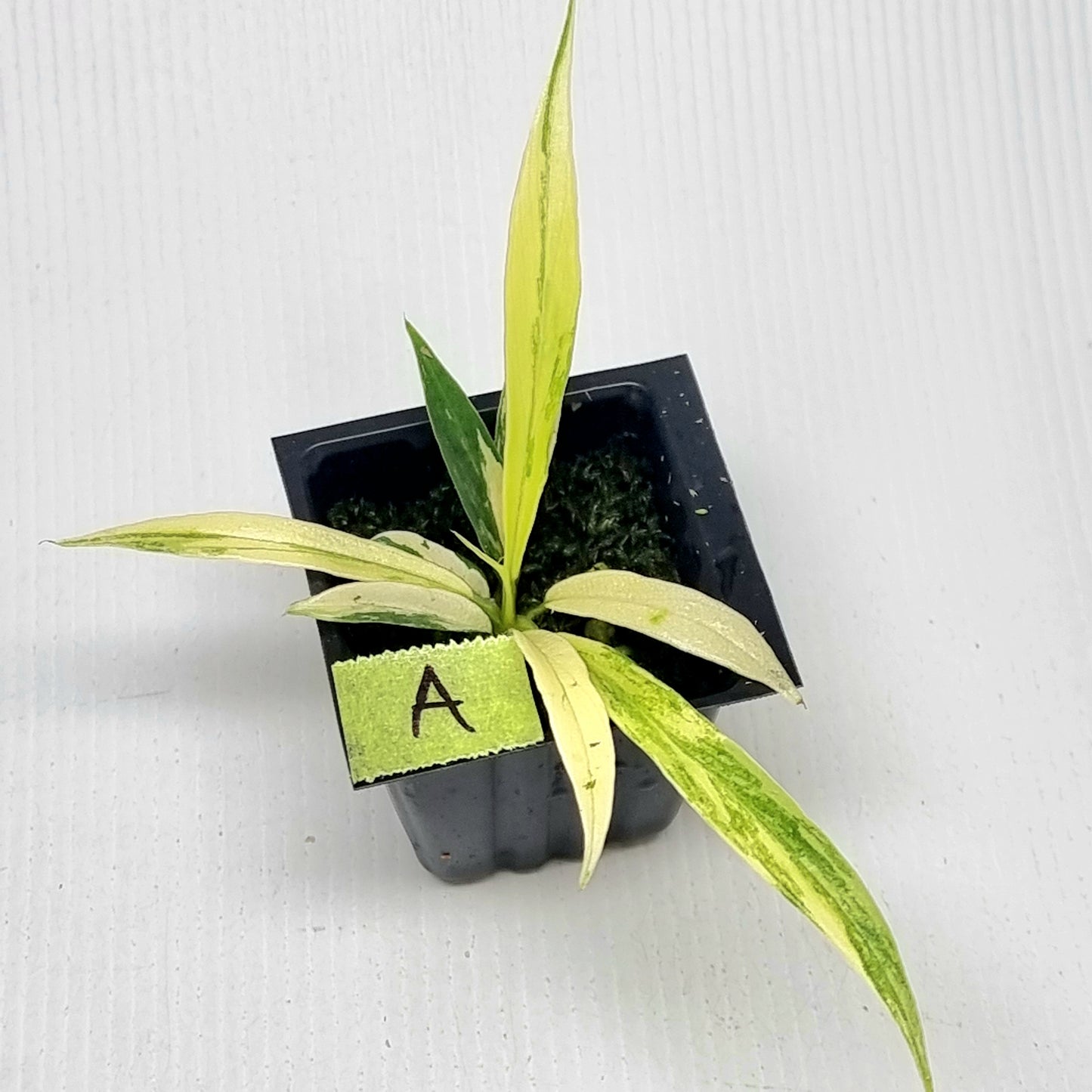 Philodendron tortum Aurea Variegated