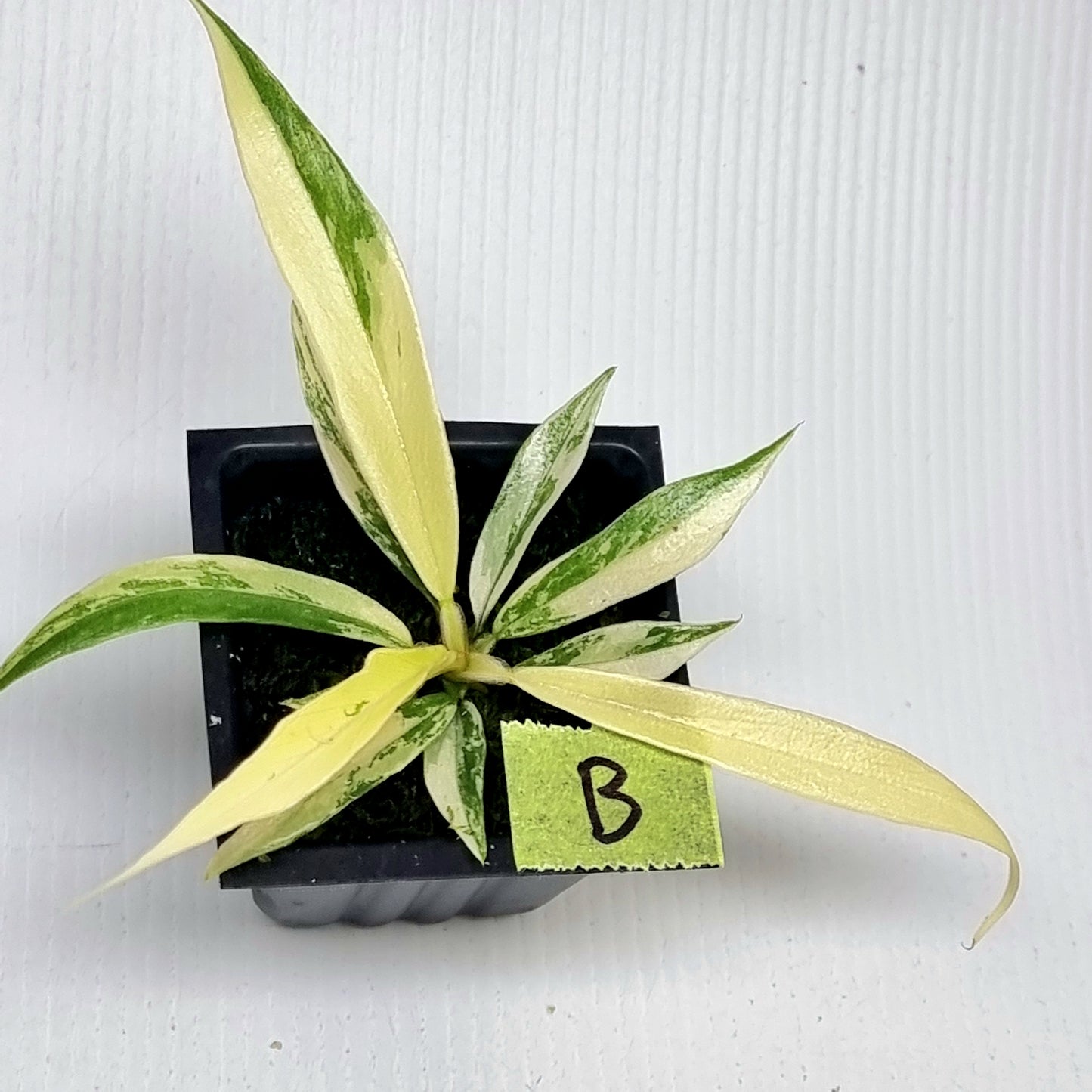 Philodendron tortum Aurea Variegated