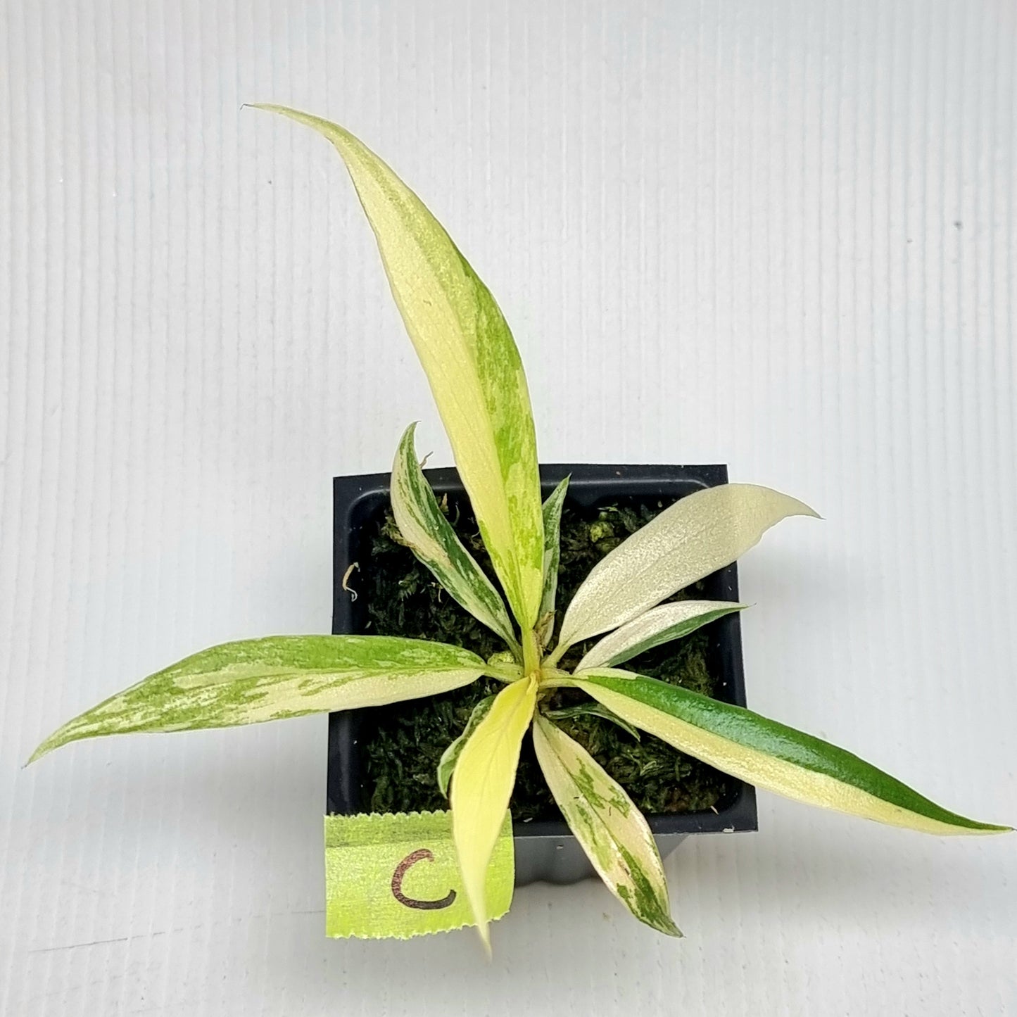 Philodendron tortum Aurea Variegated