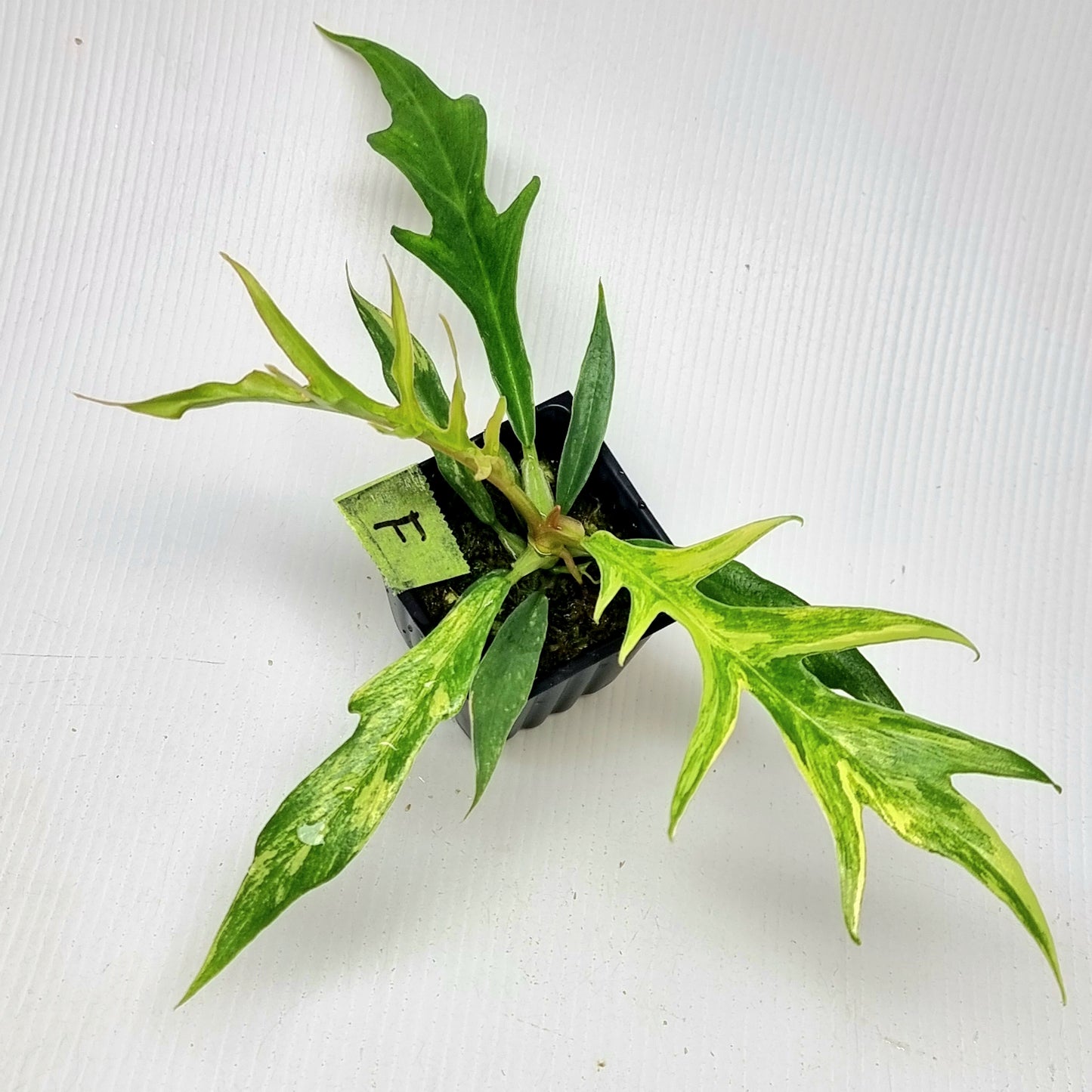 Philodendron tortum Aurea Variegated