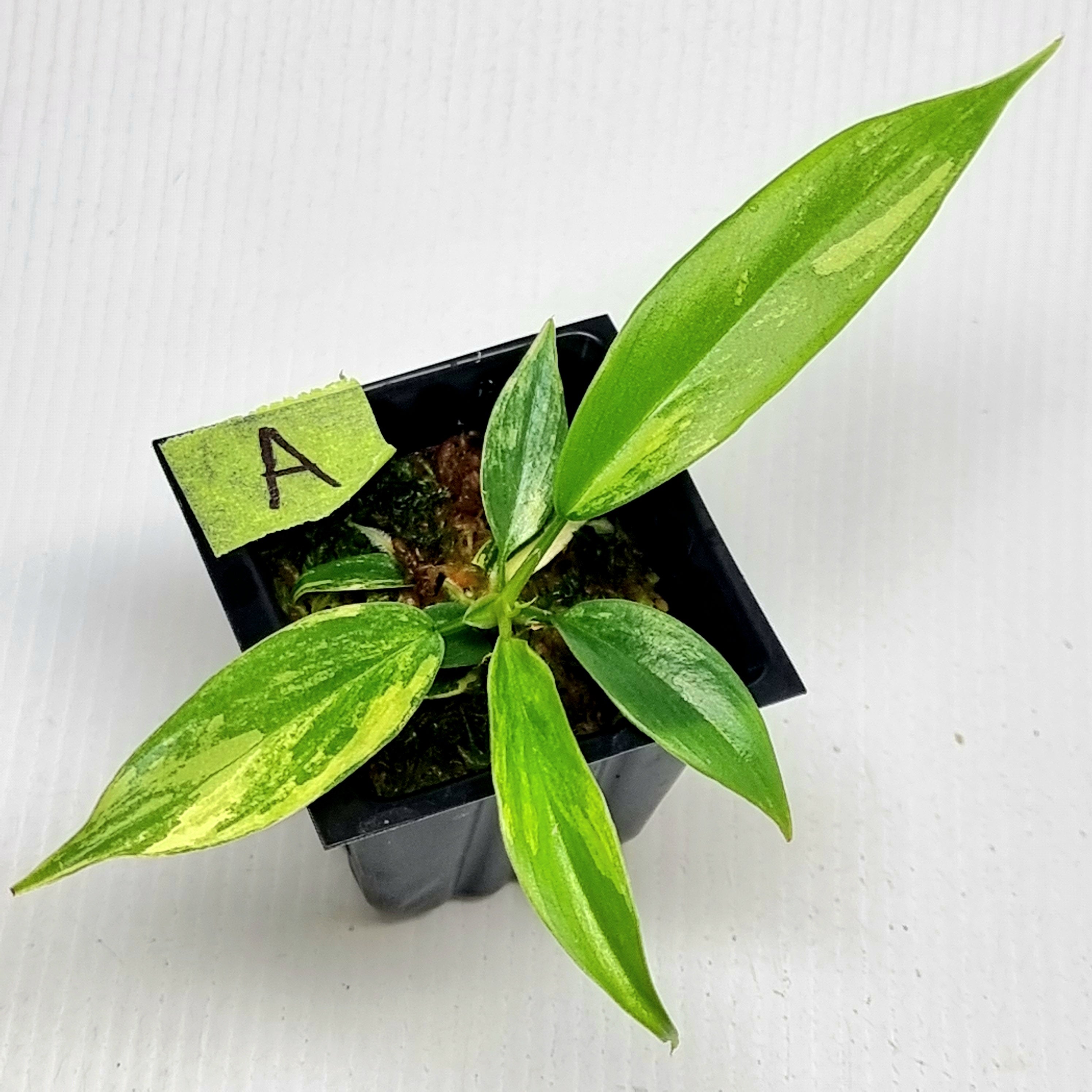 Philodendron Florida Beauty x P. tortum Variegated – Flora