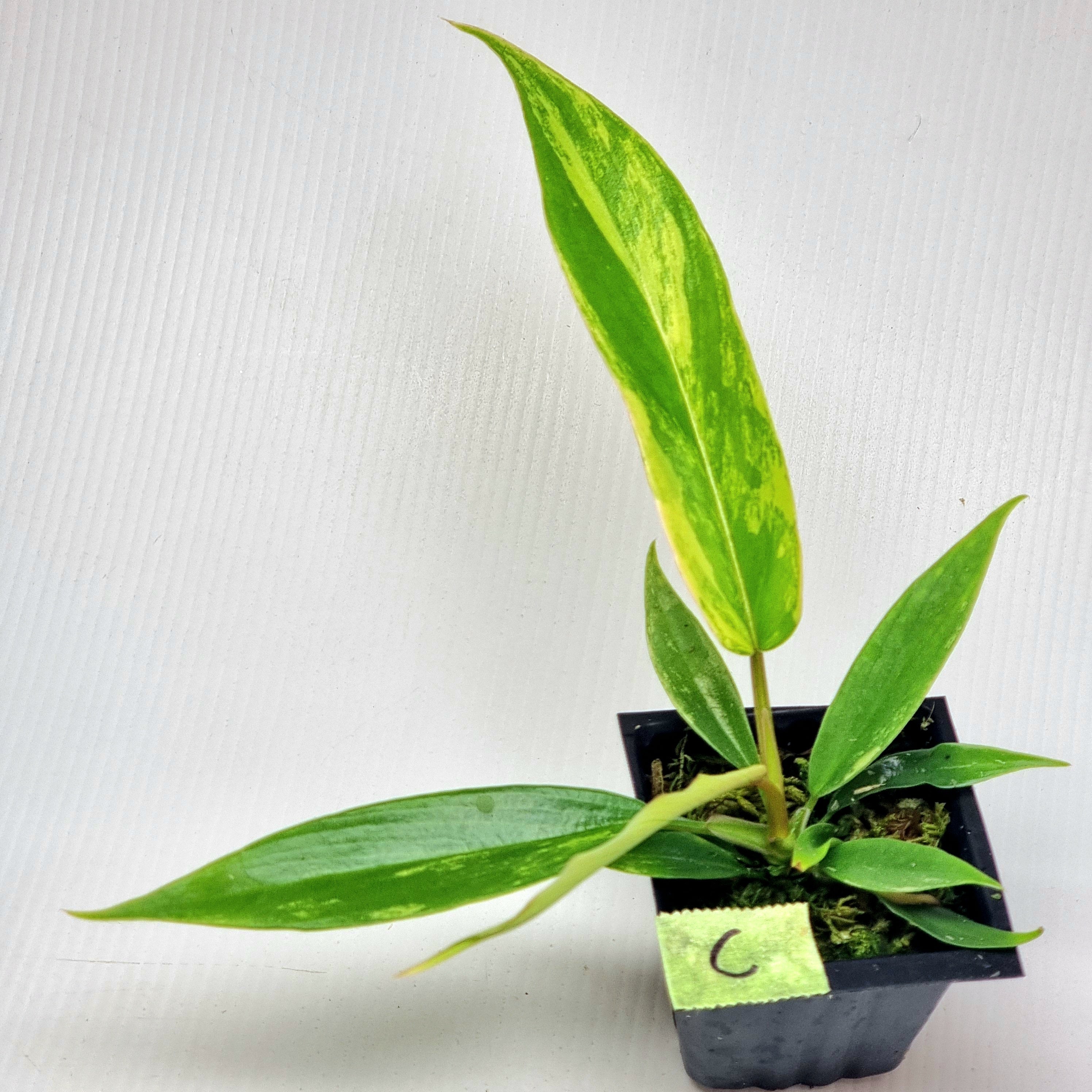 Philodendron Florida Beauty x P. tortum Variegated – Flora