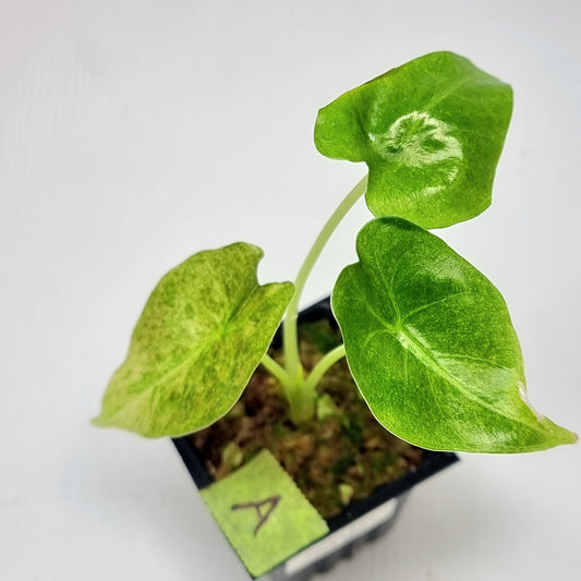 Alocasia Golden Bone Pink Mint