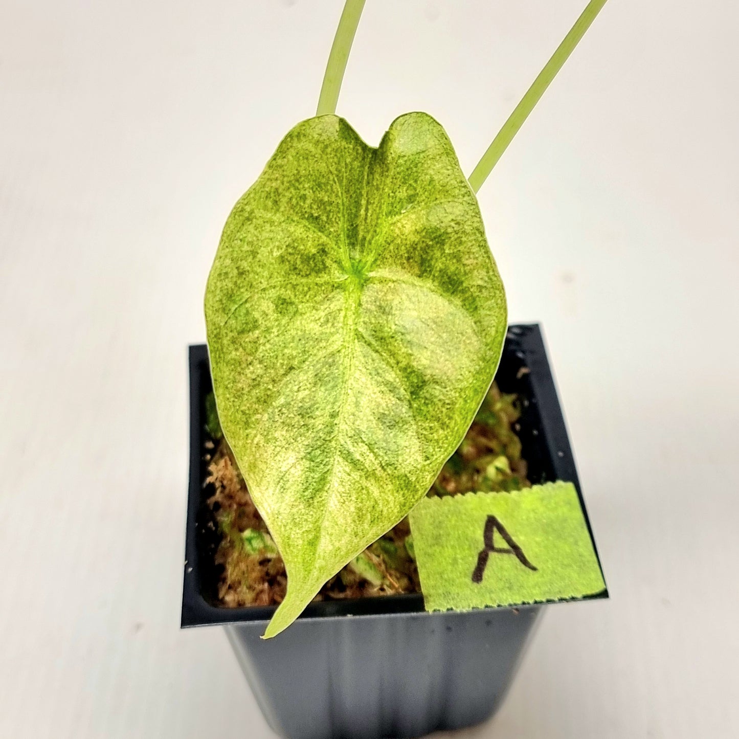 Alocasia Golden Bone Pink Mint