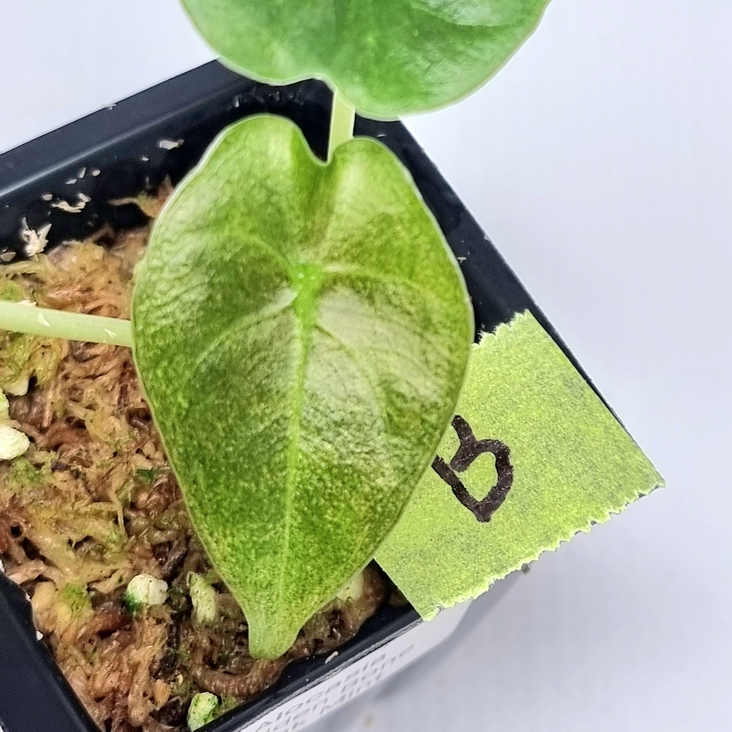 Alocasia Golden Bone Pink Mint